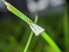 Lepidoptera