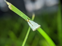 Lepidoptera