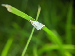 Lepidoptera