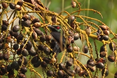 Aplonis panayensis