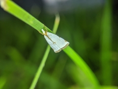 Lepidoptera