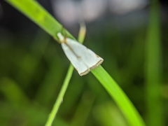 Lepidoptera