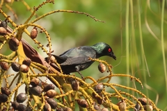 Aplonis panayensis