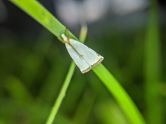 Lepidoptera