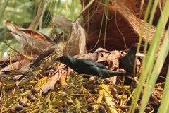 Aplonis panayensis