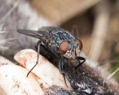 Calliphora livida