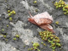 Cyclophorus punctatus