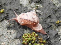 Cyclophorus punctatus