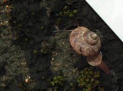 Cyclophorus punctatus