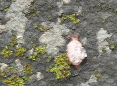 Cyclophorus punctatus