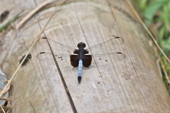 Erythrodiplax unimaculata