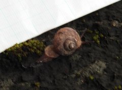Cyclophorus punctatus