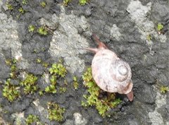 Cyclophorus punctatus
