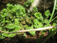 Asplenium subglandulosum