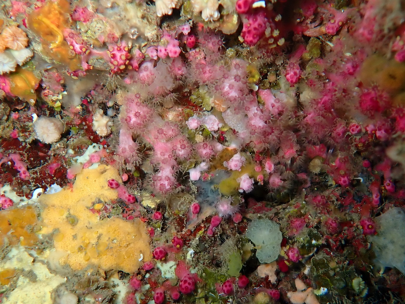 Alcyonium coralloides (Pallas, 1766)