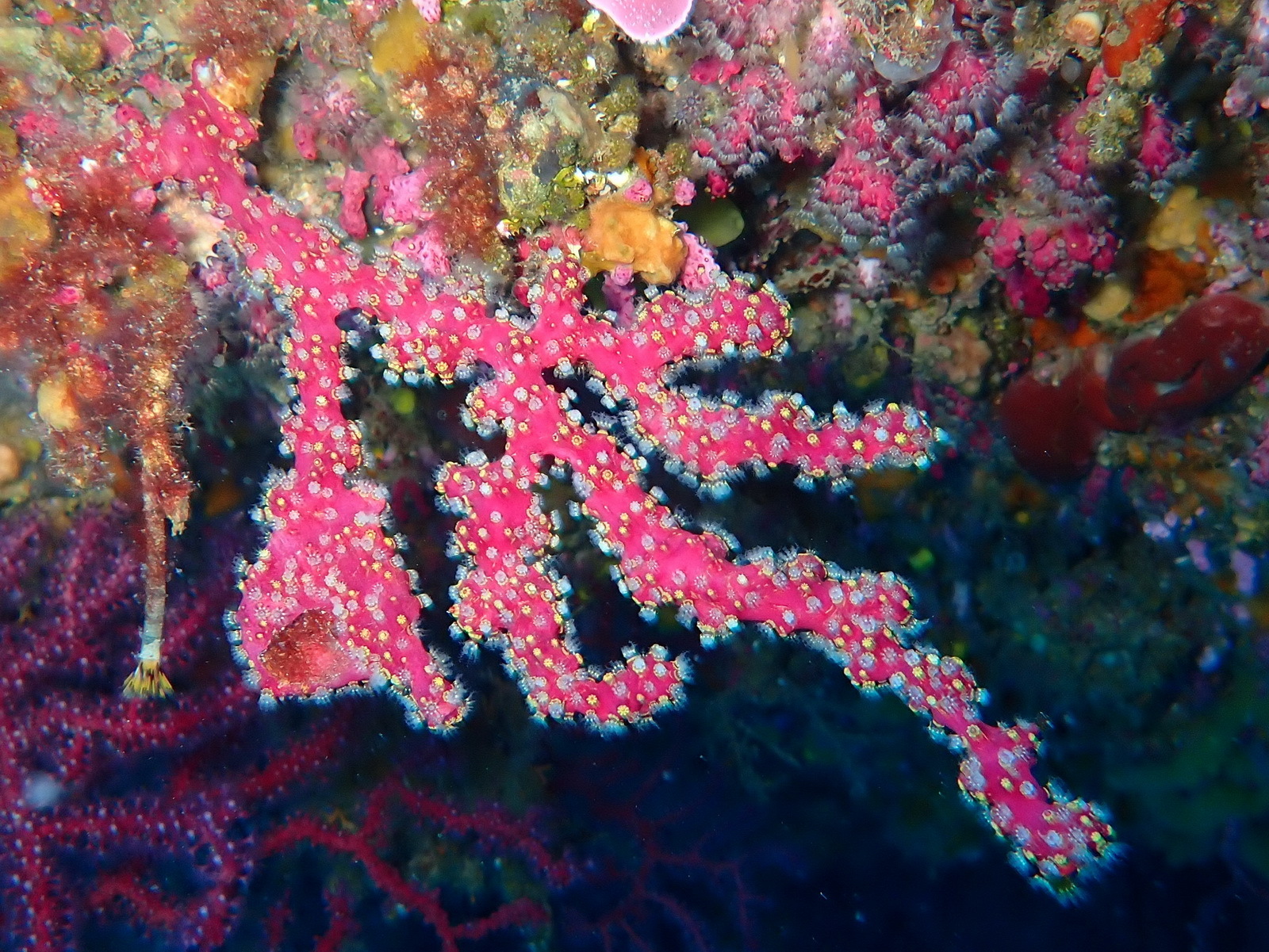 Alcyonium coralloides (Pallas, 1766)