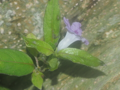 Ruellia repens