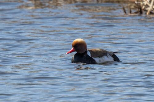 Pato colorado (Netta rufina)