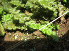 Asplenium subglandulosum
