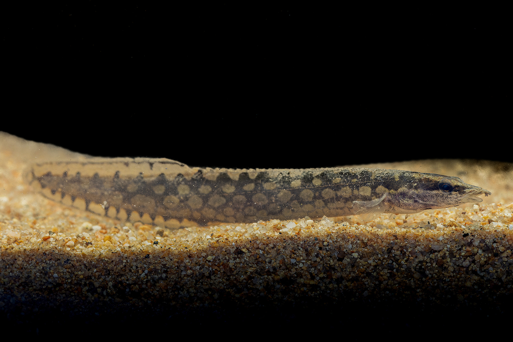 Tire-track spiny eel (Mastacembelus favus) — Mastacembelidae