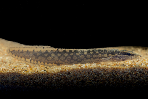 Tire-track spiny eel (Mastacembelus favus) — Mastacembelidae