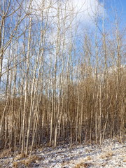 Populus longifolia