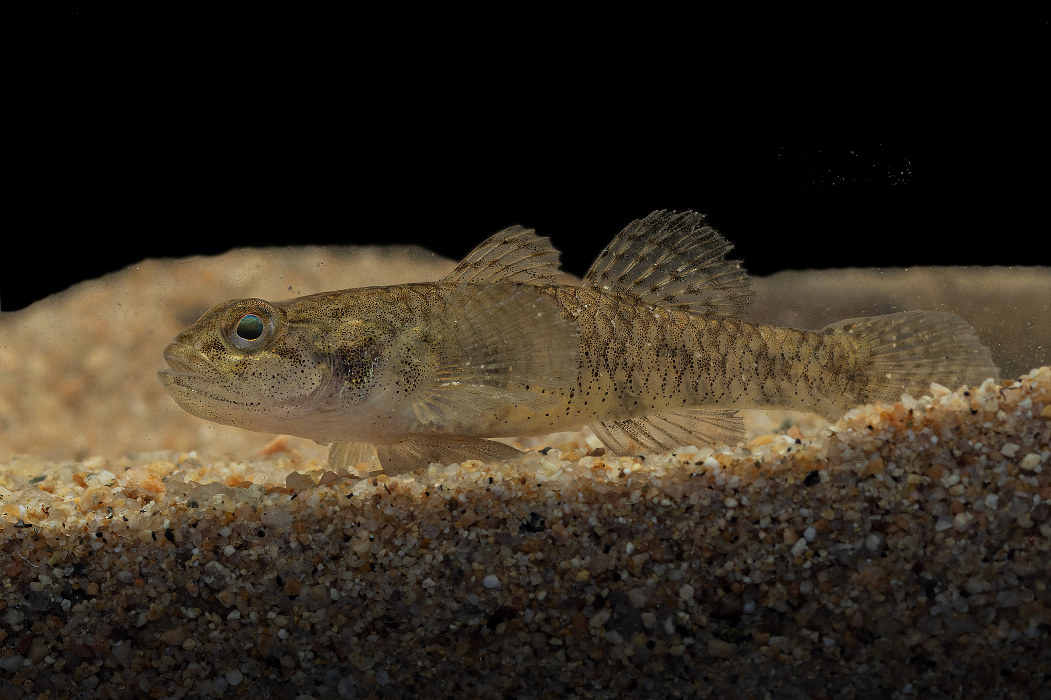 Bigmouth Stream Goby photo 3