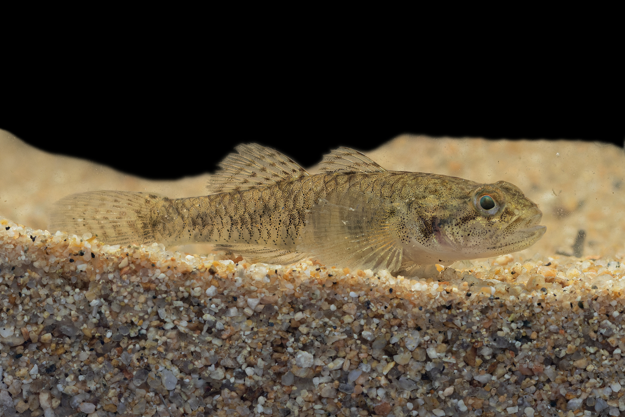 Bigmouth Stream Goby photo 2