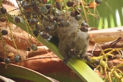 Callosciurus erythraeus thaiwanensis