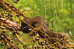 Callosciurus erythraeus thaiwanensis