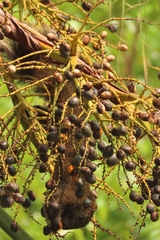 Callosciurus erythraeus thaiwanensis