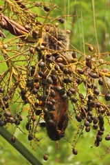 Callosciurus erythraeus thaiwanensis