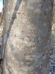 Populus longifolia