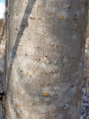 Populus longifolia