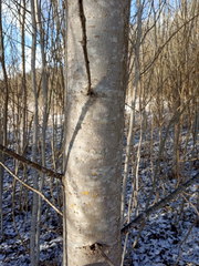 Populus longifolia