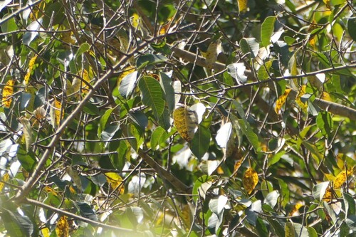Ficus amplissima, photograph 6