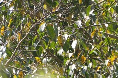 Ficus amplissima, photograph (c) Dinesh Valke, some rights reserved (CC BY-SA)