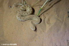 Cerastes vipera