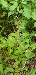Lysimachia decurrens