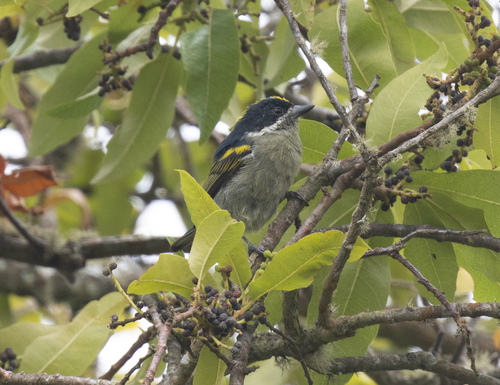 Western Tinkerbird (Pogoniulus coryphaea), photo 3
