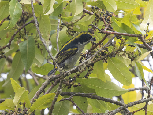 Western Tinkerbird (Pogoniulus coryphaea), photo 6