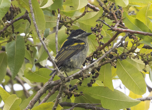 Western Tinkerbird (Pogoniulus coryphaea), photo 7