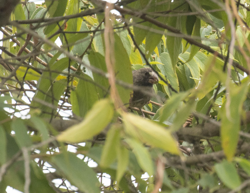 Thick-billed Seedeater (Crithagra burtoni), photo 4