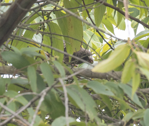 Thick-billed Seedeater (Crithagra burtoni), photo 2