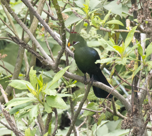 Yellow-billed Turaco (Tauraco macrorhynchus), photo 2