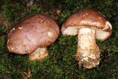 Phlegmacium balteatocumatile