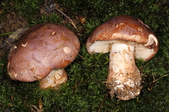 Phlegmacium balteatocumatile