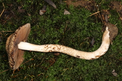 Lacrymaria echiniceps