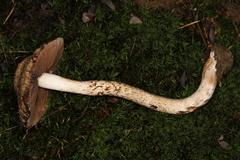 Lacrymaria echiniceps