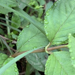 Cyclocodon lancifolius